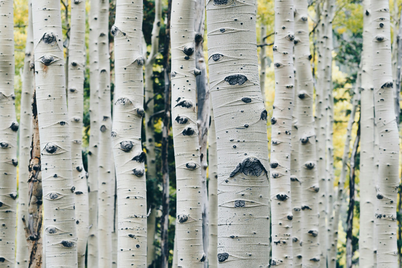 aspen trees