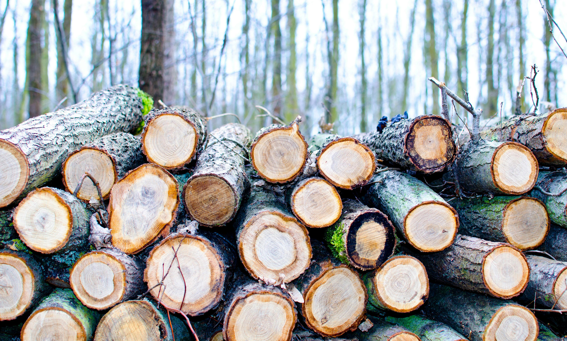 stack of logs