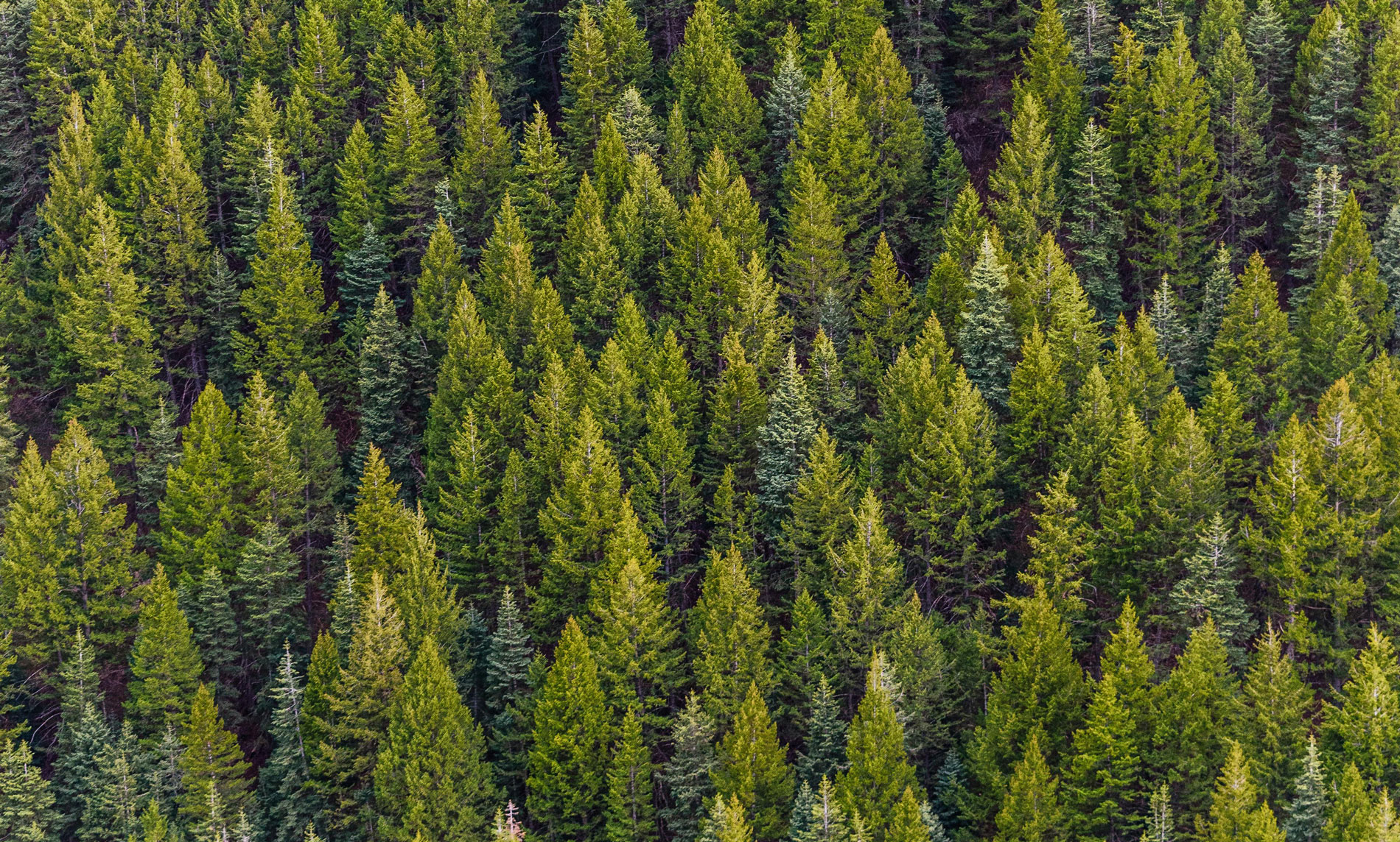 pine tree forest